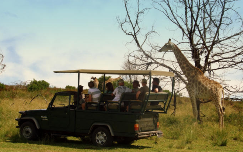 Wildlife tour Package