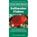 101 Best Saltwater Fishes 101 Best Saltwater Fishes